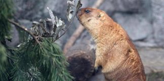 Troppo caldo in Svizzera, le marmotte traslocano più in alto (ma non troppo)