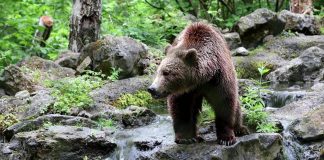 Orso abbattuto a Yellowstone, aveva imparato a rubare cibo a campeggiatori