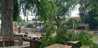 Mantova, due grandi rami si schiantano sui tavoli della Zanzara. Meneghello: “incolume per miracolo”