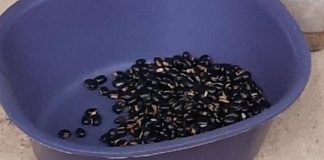 Mucuna Pruriens, tutti i benefici del legume tropicale utilizzato anche per il Parkinson