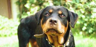 Pisa, donna morsa al volto dal rottweiler di famiglia