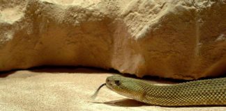 Morsi di serpente, il vademecum per chi sceglie viaggi esotici