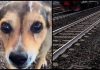 Cagnolina legata sui binari e uccisa, la confessione choc: “Mi hanno chiesto di farlo”