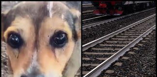 Cagnolina legata sui binari e uccisa, la confessione choc: “Mi hanno chiesto di farlo”