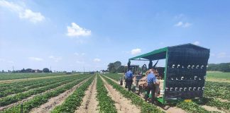 Ferrara, donna muore schiacciata dal trattore in azienda agricola