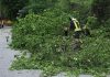 Alberi e grossi rami caduti, ancora interventi dei Vigili del fuoco