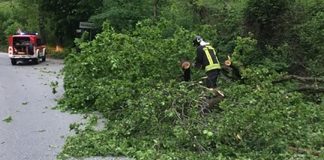 Alberi e grossi rami caduti, ancora interventi dei Vigili del fuoco