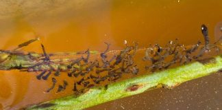 West Nile, l’esperta: “Il virus ‘viaggia’ sulla zanzara Culex e circola anche al Sud”