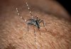 In Italia 351 casi di West Nile, 22 i decessi
