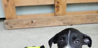 Mantova, sette cuccioli cercano casa: l’appello del Canile