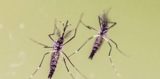 Chikungunya, cosa stiamo sbagliando? “Zanzare avanzano e servono più dati”