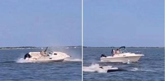 Balena contro barca, animale muore e uomo in mare