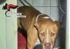 Casa “lager”: trovati 6 pitbull incatenati senza cibo nè acqua. Uno morto per colpo di calore
