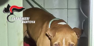 Casa “lager”: trovati 6 pitbull incatenati senza cibo nè acqua. Uno morto per colpo di calore