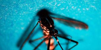 West Nile, primo caso autoctono in Toscana: febbre, malessere ed eruzione cutanea