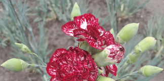 Turismo, un fiore ‘divino’ con un nome da re: in Rep. Ceca svelata la nuova varietà del garofano di Klatovy