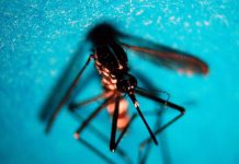 West Nile, 10 contagi nel Mantovano: quattro pazienti colpiti dalla forma più grave