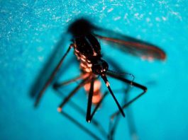 West Nile, 10 contagi nel Mantovano: quattro pazienti colpiti dalla forma più grave