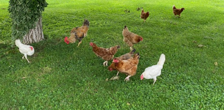 Un lupo fa strage di galline in una corte a Quistello