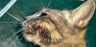 Casalromano, gatti feriti con ami da pesca. Il Comune interviene