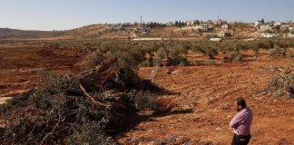 Cisgiordania, bulldozer israeliani sradicano centinaia di olivi