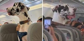 C’è un alano sull’aereo, il viaggio speciale con Horus