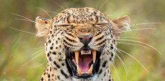Dalle zebre di Orbán ai leopardi per Trump: leader mondiali e bizzarri zoo privati
