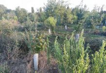 Gestione del patrimonio arboreo urbano: RiAttiviamo Pego presenta un’interpellanza