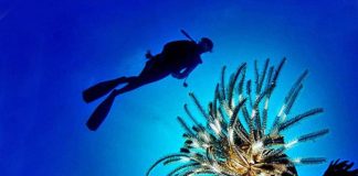 Pesce scorpione su coste italiane: “Pungersi può essere molto doloroso”