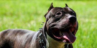 Ruba pitbull e lo rivende per 100 euro, caccia al ladro di cani