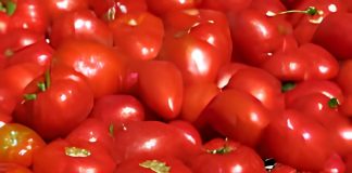 Pomodoro, Coldiretti Mantova: cali produttivi fino al 30% per il caldo torrido