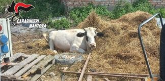 Ostiglia, discarica abusiva e un bovino tra i rifiuti: denuncia e maximulta