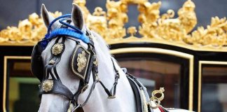 In pensione Tyrone, il cavallo più amato dalla regina Elisabetta