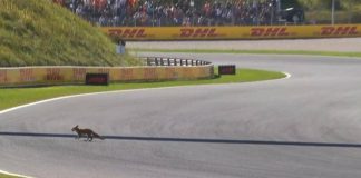 Formula 1, ‘invasione di campo’ in Olanda. Leclerc: “C’è una volpe in pista”