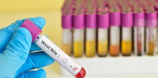 West Nile, Italia al primo posto in Europa per casi nell’uomo: il report Ecdc