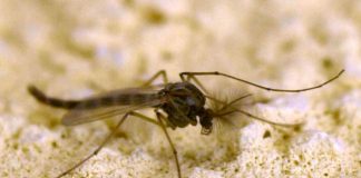 West Nile, Rezza: “In Campania tasso letalità elevato, possibile sottostima dei casi”