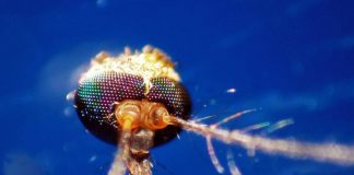 Dalla Dengue al West Nile, quale zanzara le trasmette: come riconoscerle