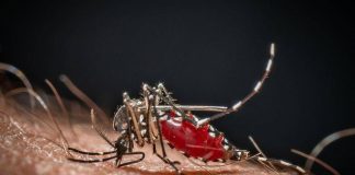 Chikungunya, primo caso autoctono in Veneto: contagiata 64enne