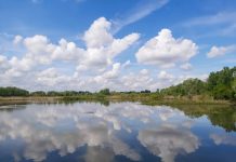 Isola Boscone e Palude di Ostiglia: via libera ai nuovi Piani di Gestione