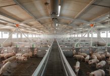 Cun suini a Mantova, Capelli: “con cinque commissioni diventiamo il centro dell’intera filiera italiana”