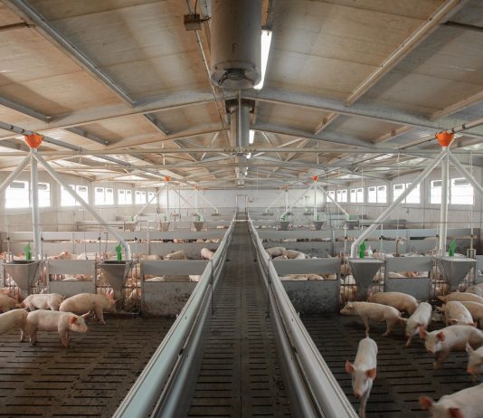 Confagricoltura Mantova accoglie con favore i contributi regionali per la biosicurezza negli allevamenti suini