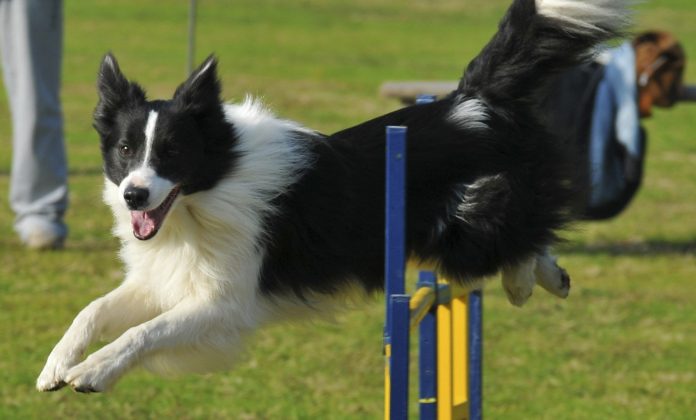 agility-dog