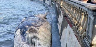 Livorno, carcassa di balenottera spiaggiata davanti alla Terrazza Mascagni
