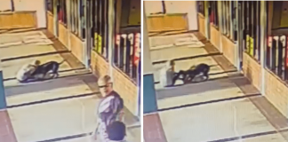 Donna prende a morsi un pitbull per salvare il suo cane: il video choc