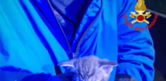 Chiuso in un sacchetto e gettato in una campana del vetro, salvato gattino di 20 giorni