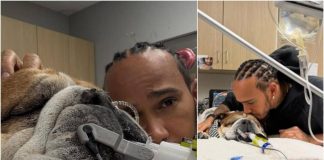 Hamilton, il cane Roscoe è malato: “Ha la polmonite, ora è in coma”