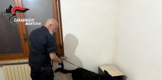 Operazione con cani antidroga a Ostiglia: arrestato un 47enne, sequestrati cocaina, hashish e contanti