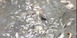 Recuperi ittici ripresi nel Mantovano: 500 kg di pesce salvati e reimmessi nel Po