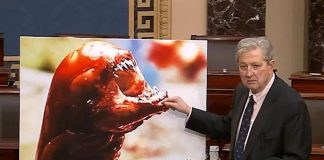 “I gamberi ti fanno diventare Alien”, l’allarme del senatore Kennedy