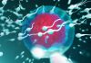 Così corrono gli spermatozoi, scoperte due proteine vitali per la fertilità